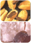 倉（cāng）儲害蟲圖片2