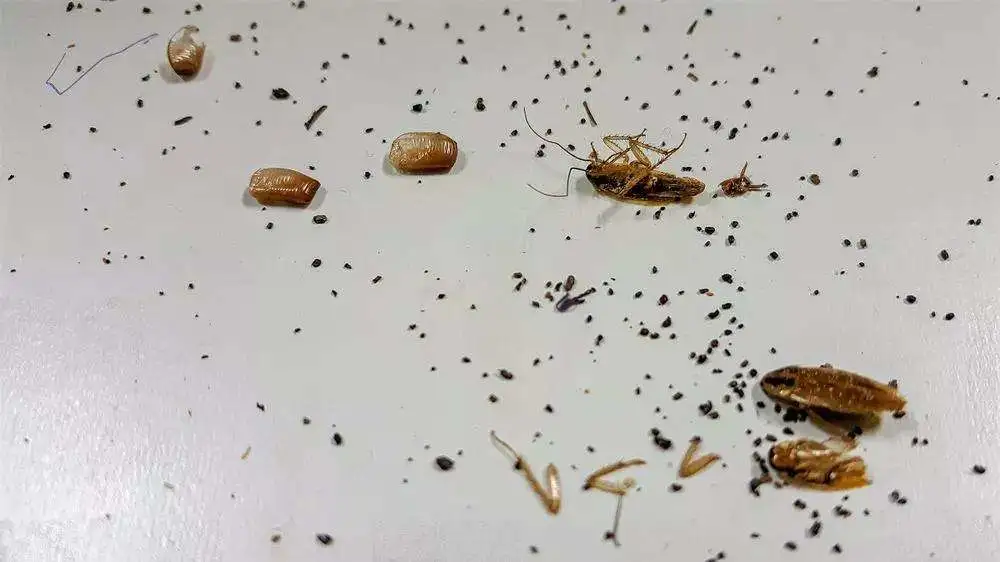 避免蟑螂半夜爬你（nǐ）床（chuáng），4個（gè）要點迅速判斷（duàn）屋內有沒有小（xiǎo）強（qiáng）