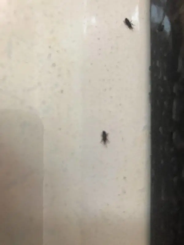 避免蟑螂（láng）半夜爬你床，4個要點迅速判斷屋內有沒有小強