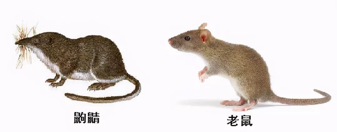 長的像老鼠的（de）“小耗子”到底是什麽？還會用毒