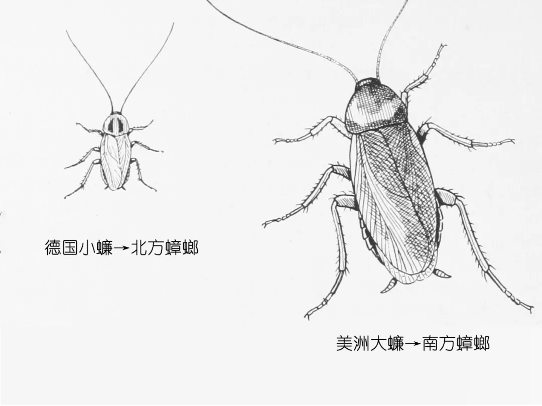 樓層這麽高，為什麽蟑螂（láng）仍（réng）能飛簷走壁，寄居（jū）室內？