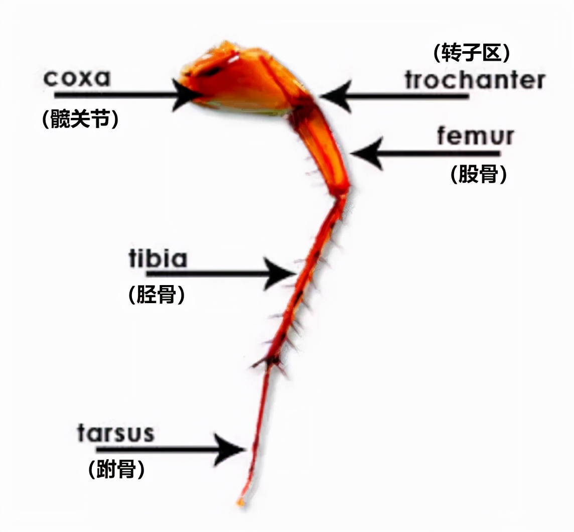 樓層這麽高，為什麽蟑螂仍能（néng）飛簷走壁，寄居室內？