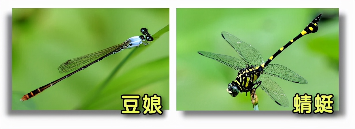 多少（shǎo）人把它當做蜻蜓？90%的人分不清