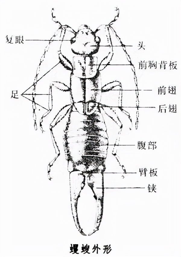 衛生間“耳蟲”是從哪來的？怎麽將（jiāng）它們徹底消滅？