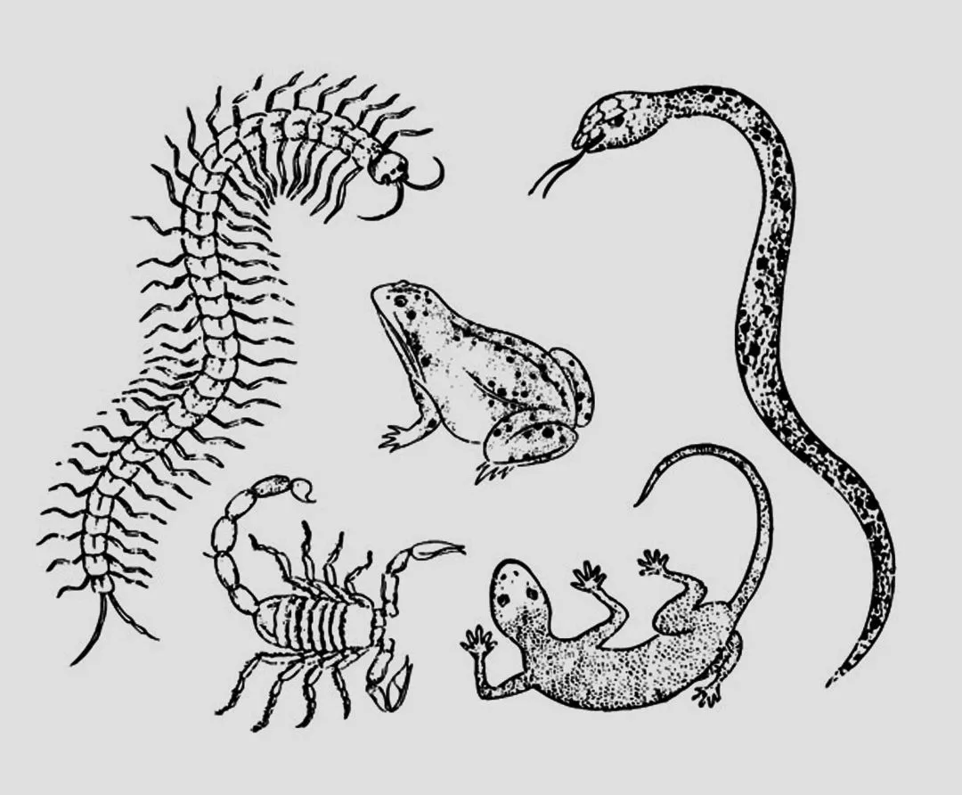 壁（bì）虎為何被古人稱（chēng）為（wéi）“五毒”之一？原來是它“深藏不露”