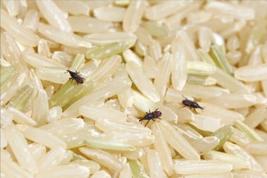 米和麵為（wéi）什（shí）麽會無緣無故長（zhǎng）蟲？其實你吃的飯都可能含有蟲卵