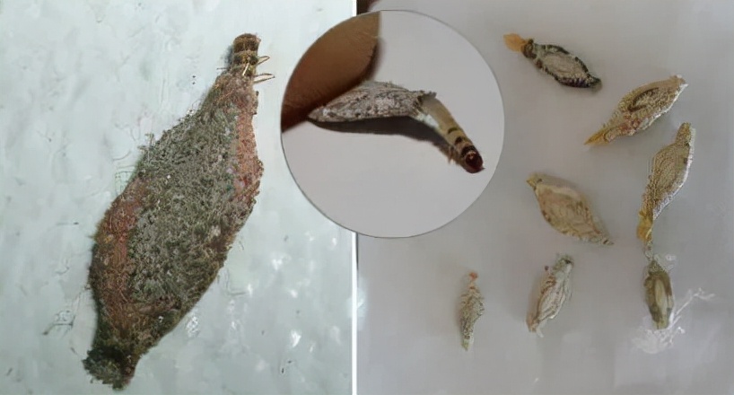 家裏有衣蛾一定有窩嗎？如何去除衣蛾