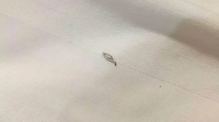 家裏有衣蛾一定有窩嗎？如何（hé）去（qù）除衣蛾