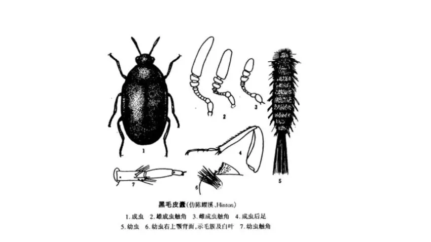 家裏總出現這種黑色硬（yìng）殼小蟲子，為什麽？