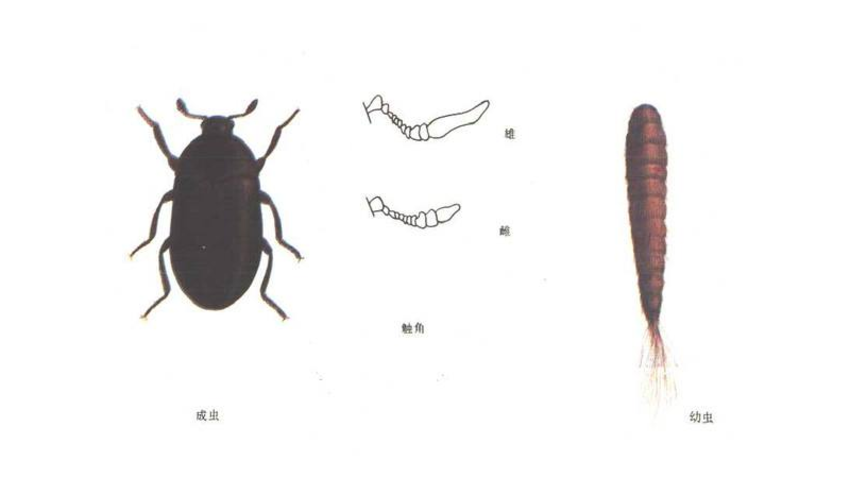 家（jiā）裏總出現這種黑色硬殼（ké）小蟲子，為什麽（me）？