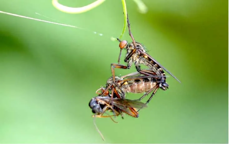 看（kàn）著像個大蒼蠅，其實不（bú）是大蒼蠅，空（kōng）戰之王食蟲（chóng）虻
