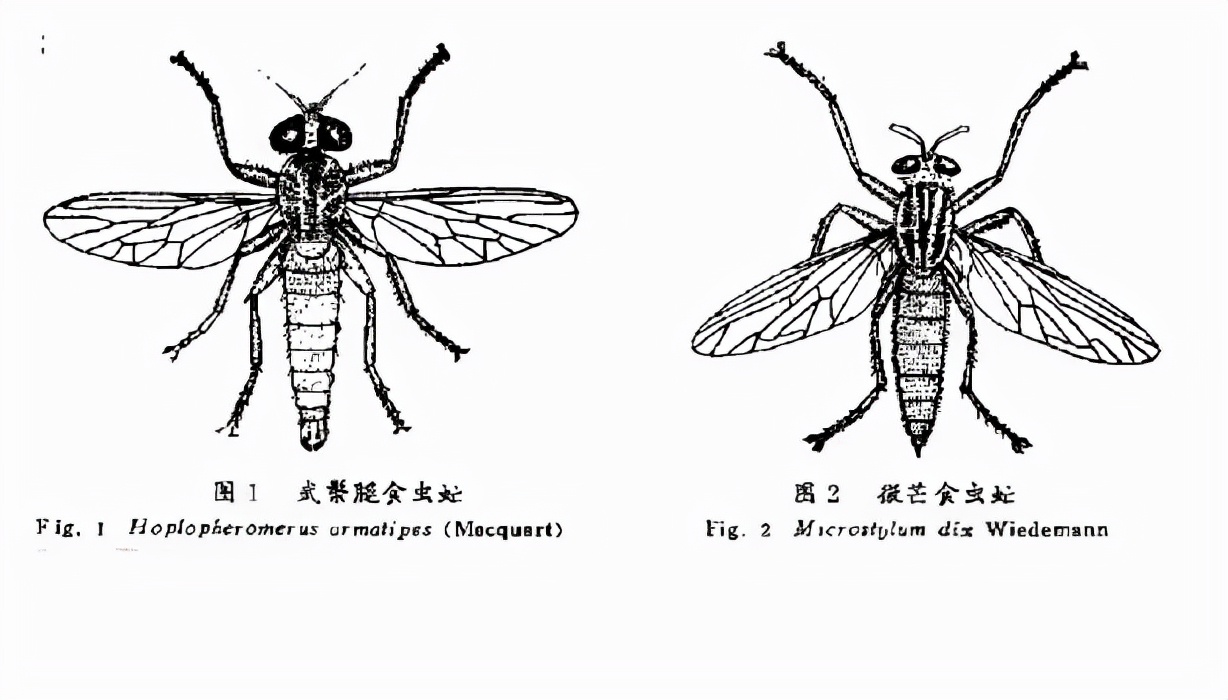 看著（zhe）像個大蒼（cāng）蠅，其實不是大蒼（cāng）蠅，空戰之王食蟲虻
