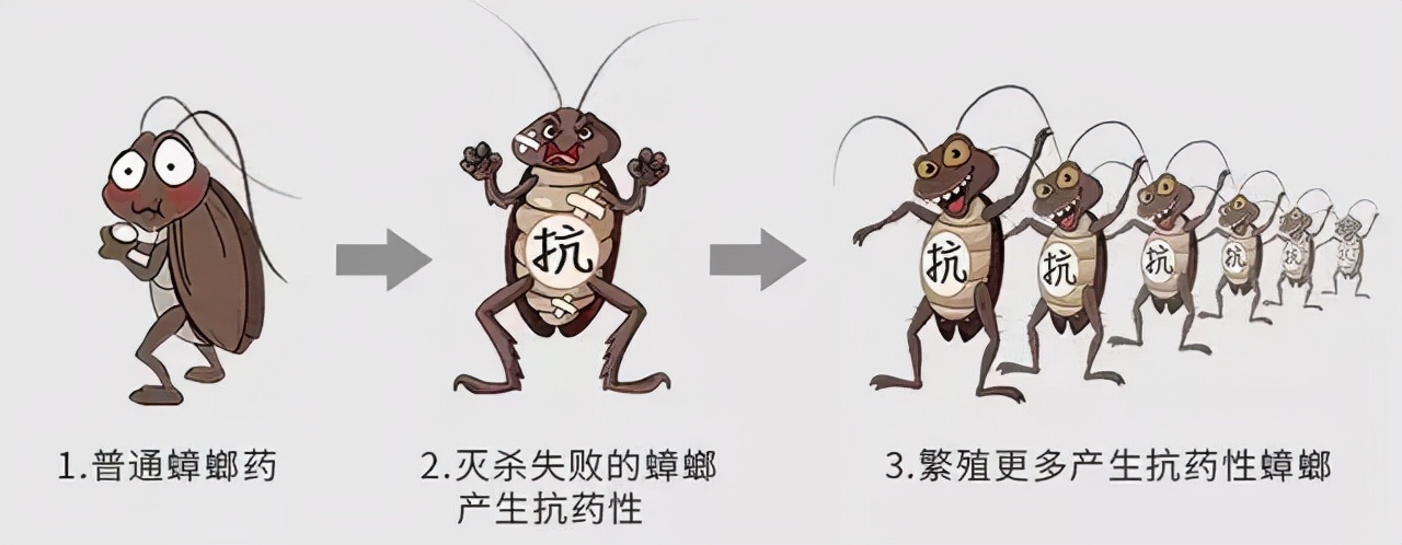 蟑螂到底能（néng）不能用腳踩？踩完之後腳底會不會有蟲卵？